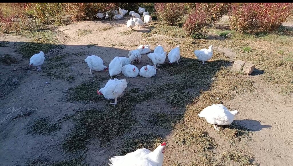 Live Broiler Chicken (Premium Grade)