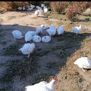 Live Broiler Chicken (Premium Grade)
