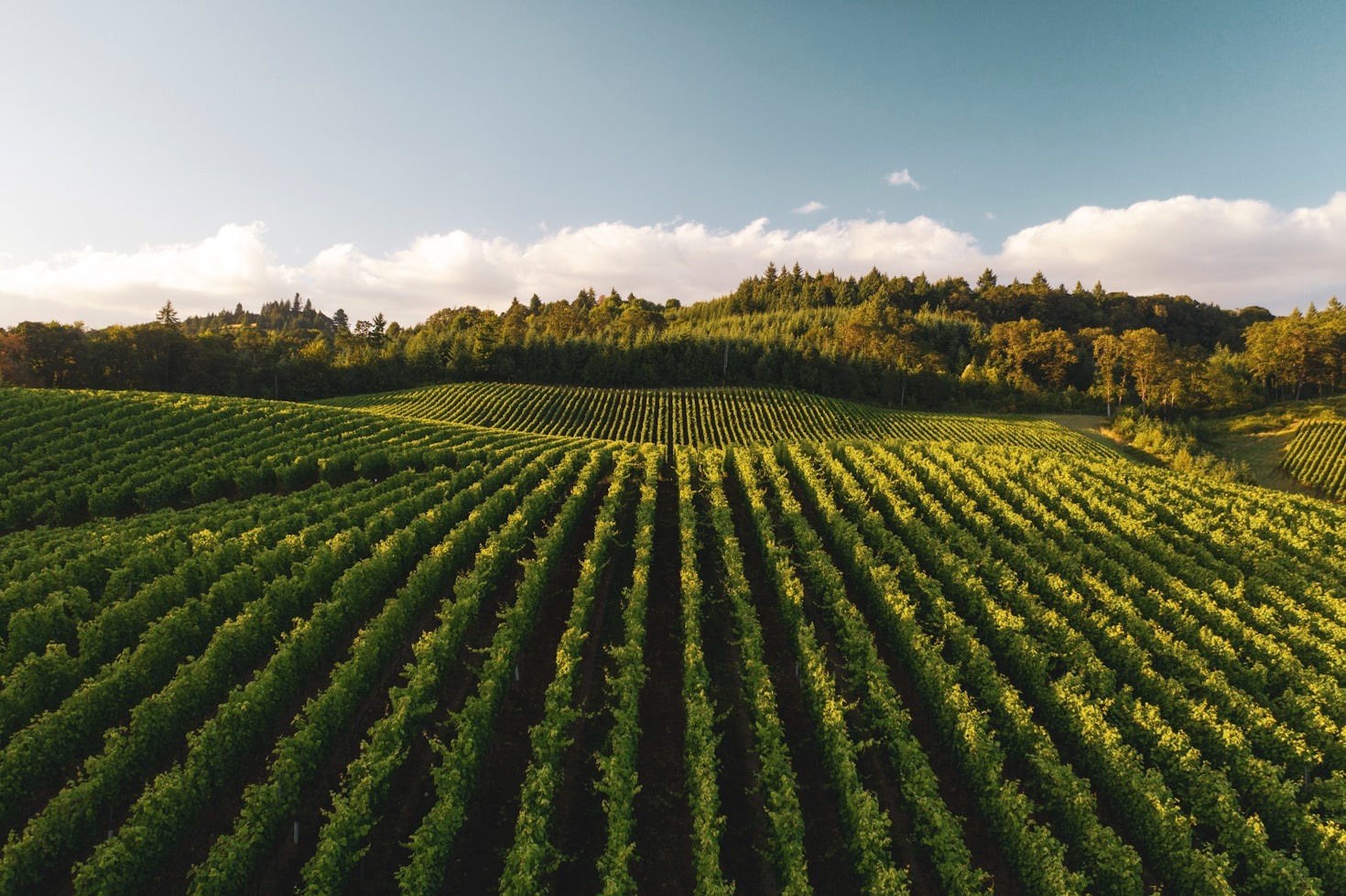 Why Freshness Matters in Agricultural Products