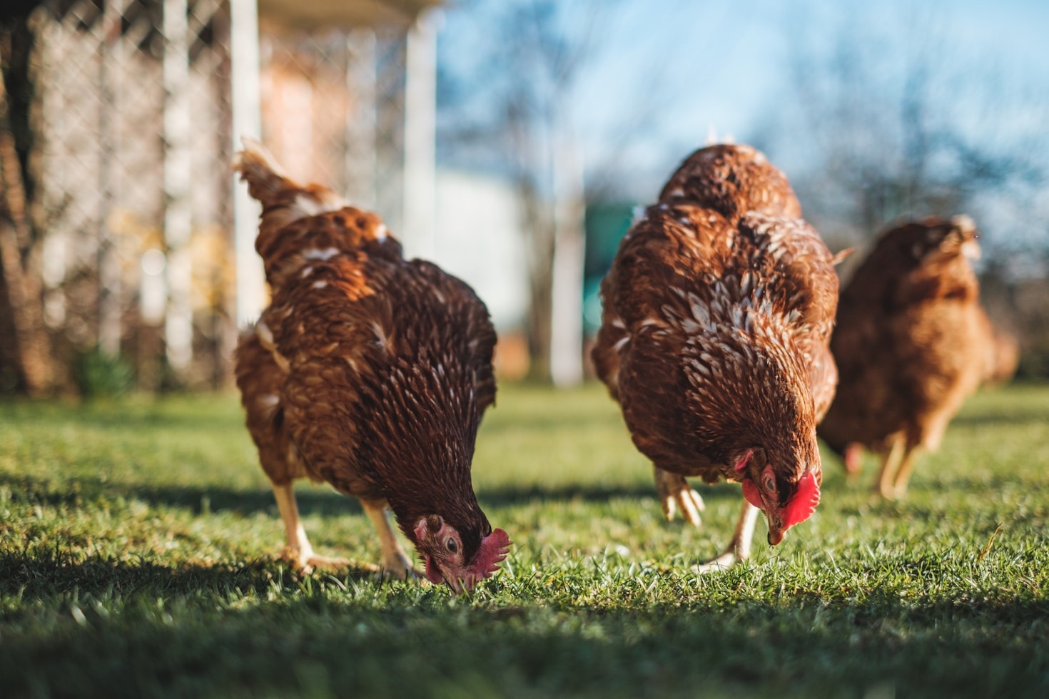 Discover the Benefits of Local Farming