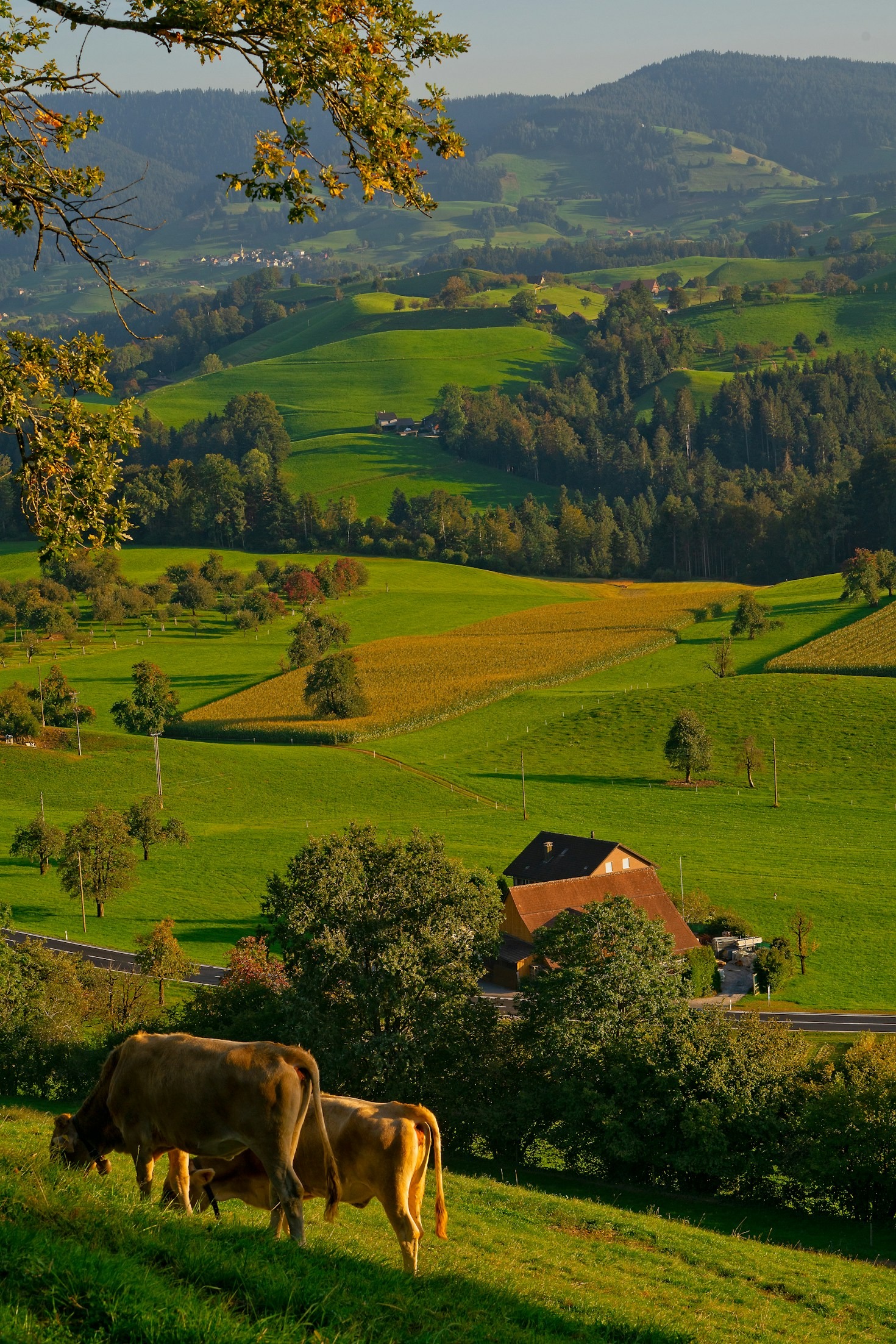 How Mixed Farms Benefit Local Communities