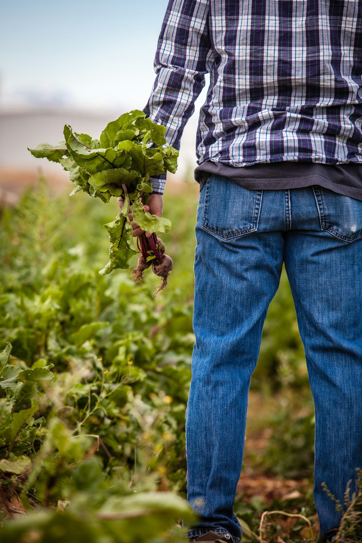 The Role of Poultry in Sustainable Agriculture